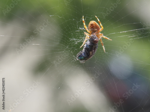Eine Spinne fängt eine Fliege © Wolfgang