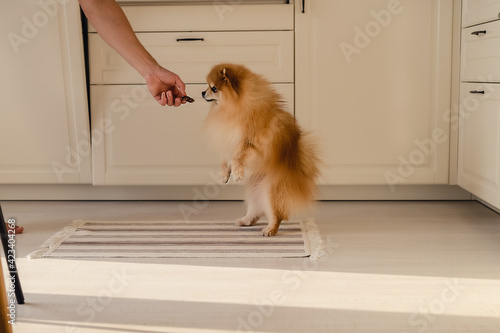 A man hand is feeding spitz pomeranian dog a treat which is standing on his two hind legs in a white modern scandinavian kitchen. Cute pet concept.