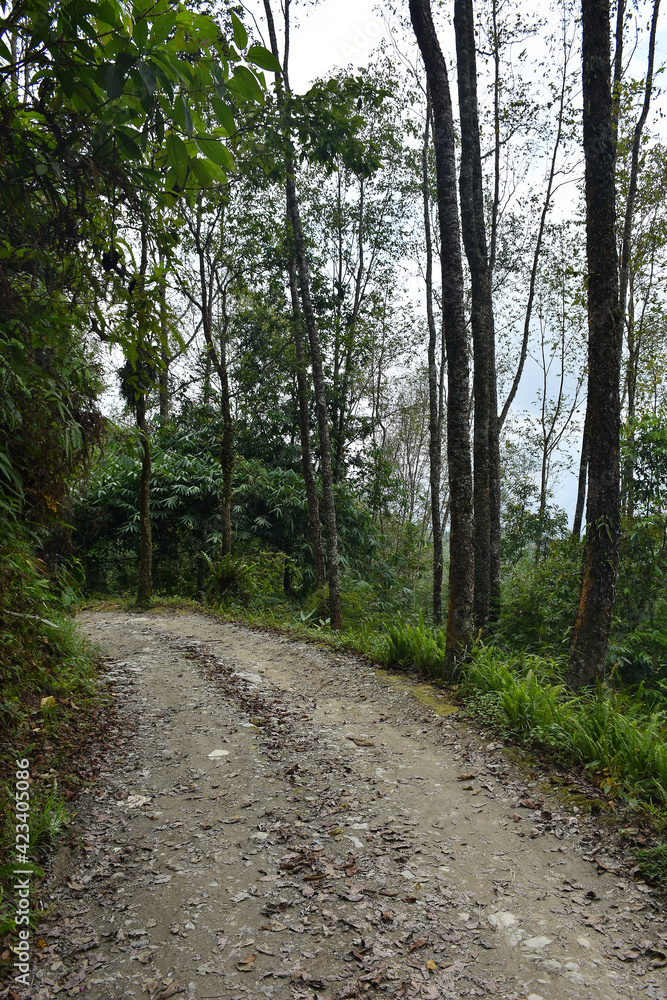 Obraz premium Green forest