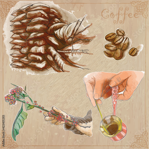 Coffee harvesting and processing. Agriculture. An hand drawn vector illustration.