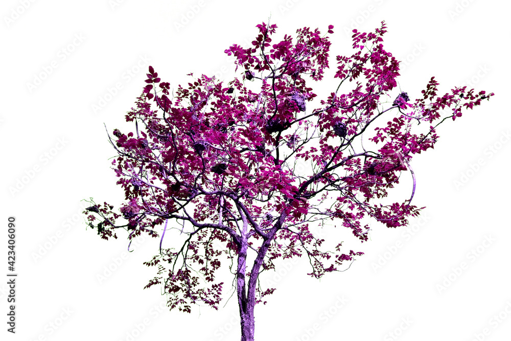 Purple leaf of Tree isolated on white background high resolution for graphic decoration. Purple leaf of Tree isolated on white background high resolution for graphic decoration.