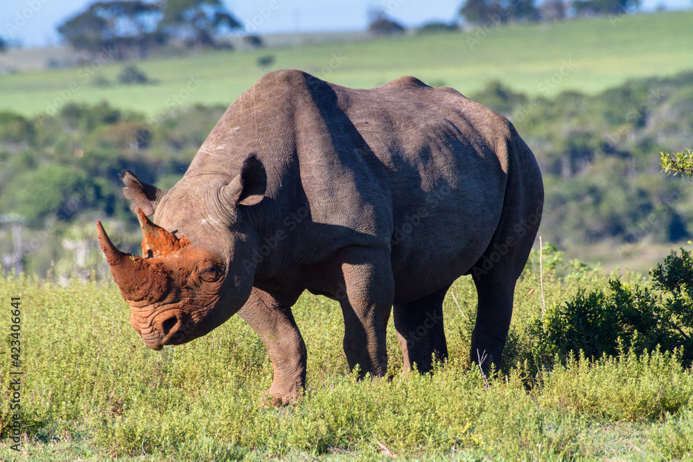 Obraz premium Black Rhino