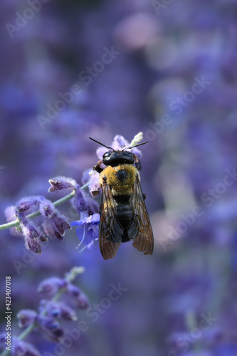 Vertical of Russian Sage plant with Common Eastern Bumble Bee, Bombus impatiens © Harold Stiver