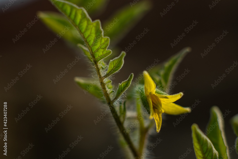 first cherry tomato flower, urban garden first cherry tomato flower, urban garden