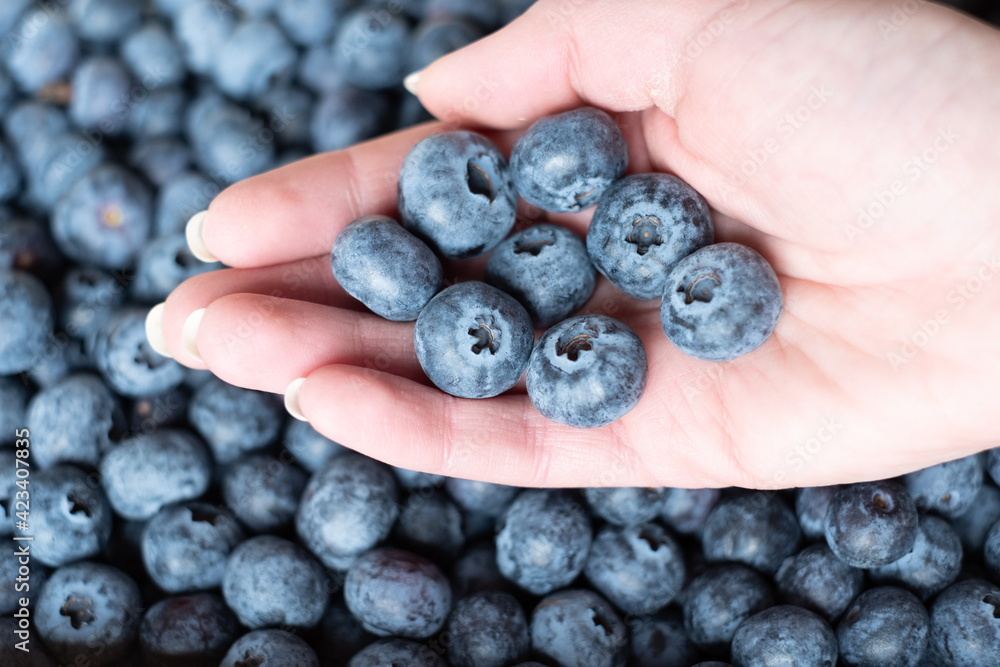 Female hand holding perfect fresh blueberries with berries also on the background. Large cultivated blueberries. Female hand holding perfect fresh blueberries with berries also on the background. Large cultivated blueberries.