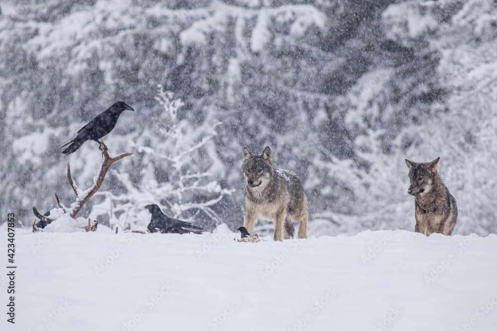 Obraz premium Wolves in winter weather.