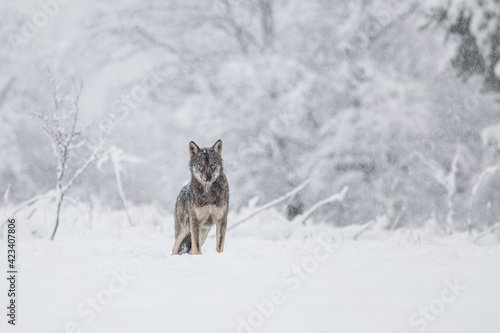 Wolves in winter weather.