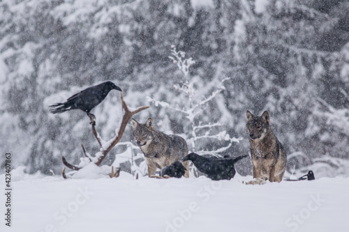 Wolves in winter weather.