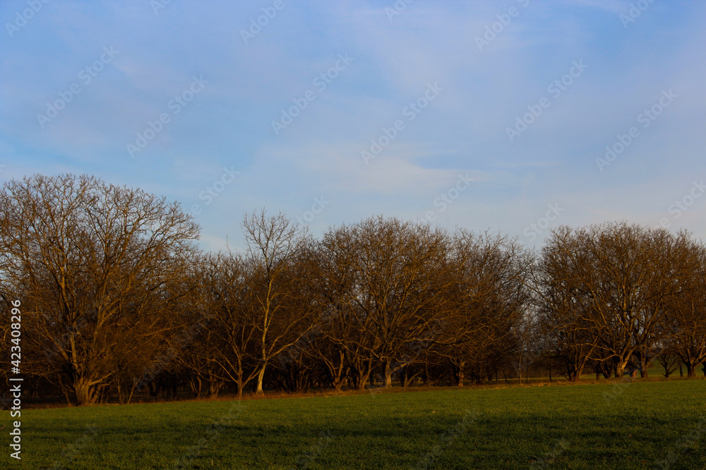 Walnut trees.