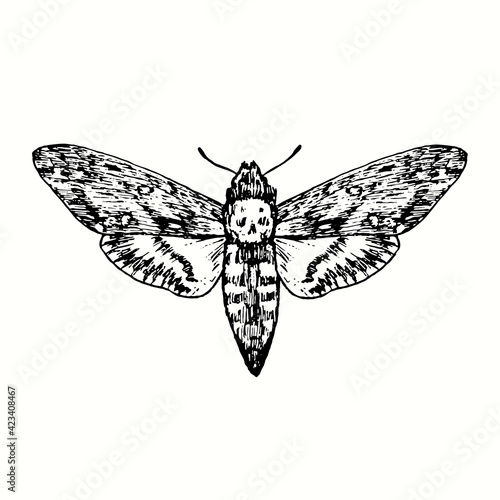 The death's-head hawkmoth (Acherontia atropos, Acherontia styx, Acherontia lachesis) front view. Ink black and white doodle drawing in woodcut style. 
