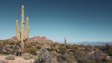 saguaro cactus in state desert