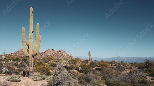 saguaro cactus in state desert