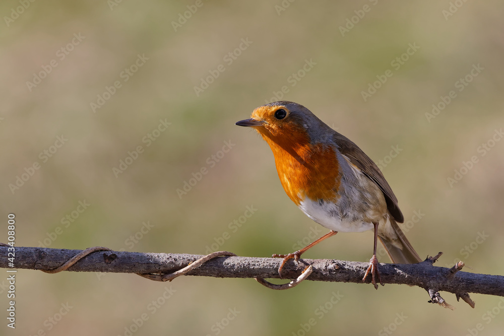 Fototapeta premium rouge gorge