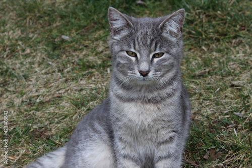 Wallpaper Mural tabby cat on grass Torontodigital.ca
