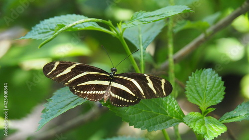 Zebra long wing poses on green leaf, wings have yellow and black stripes photo