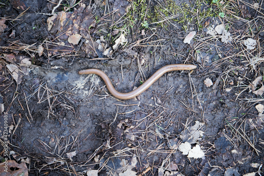 Anguis fragilis, padalec zwyczajny Anguis fragilis, padalec zwyczajny
