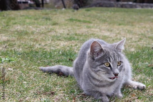 silver cat on the grass - tongue out cat