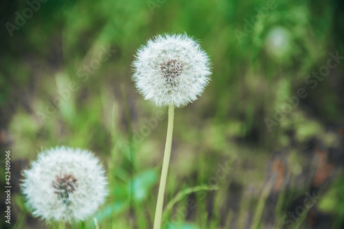 Two White fluffy dandelions in the woods among the green grass. Land Protection Day  Easter  Spring. Banner. A place for text. Close up