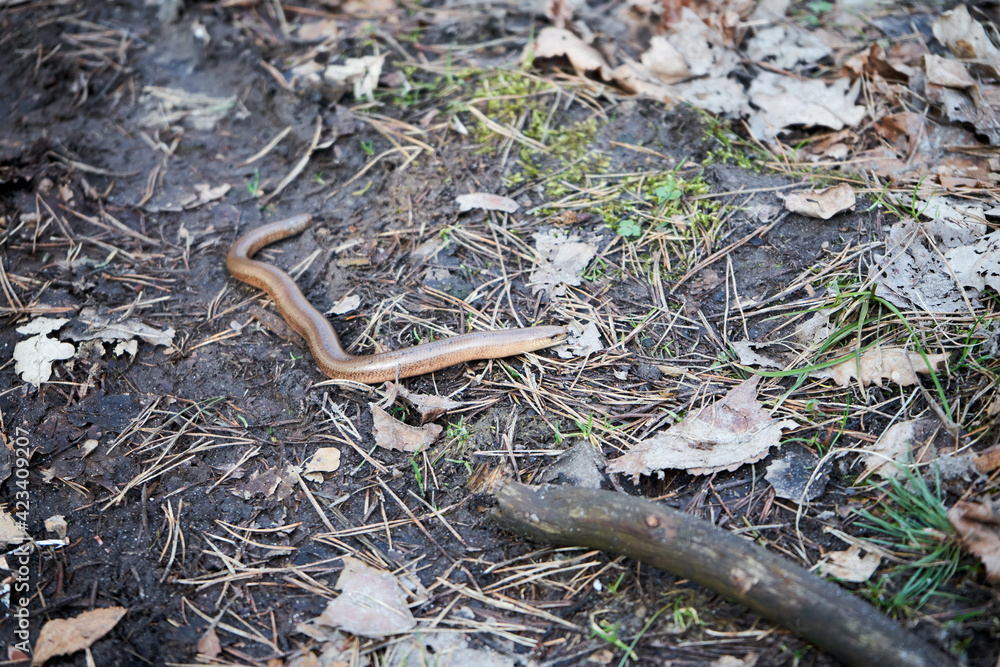Anguis fragilis, padalec zwyczajny Anguis fragilis, padalec zwyczajny