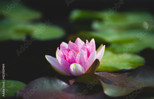 pink lotus flower blossom or water lily blooming in pond with sunlight in garden outdoor nature.