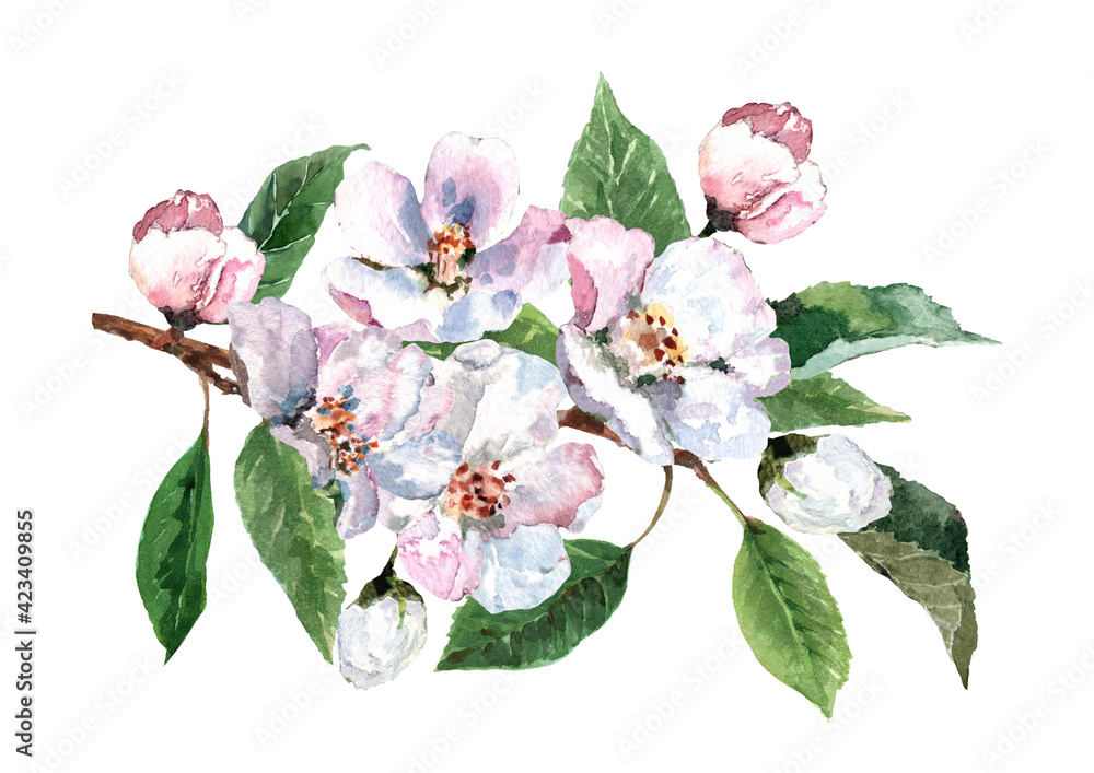 Blooming apple tree branch with delicate flowers, buds and green leaves. Hand drawn watercolor on white background for design of cards, wedding invitations, banner, fabric, wrapper, packaging. Blooming apple tree branch with delicate flowers, buds and green leaves. Hand drawn watercolor on white background for design of cards, wedding invitations, banner, fabric, wrapper, packaging.