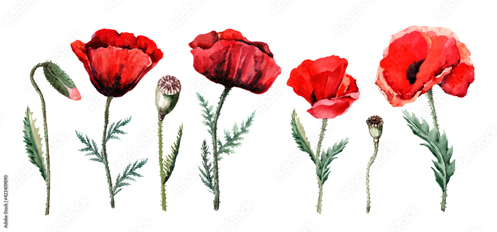 Set of isolated flowers of red poppies with buds on stems with green ...