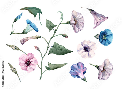 Φωτογραφία Set of isolated elements of petunia flowers, buds, green leaves and twigs of bindweed on a white background
