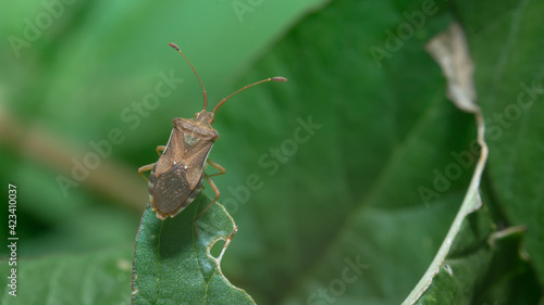 фотографія shield bug or stink bug on green leaf