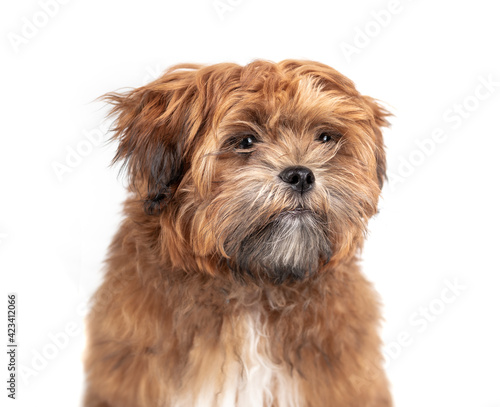 Isolated Shichon teddy bear puppy headshot. 6 month old small fluffy male dog. Light-apricot color and black nose. Zuchon , Shih Tzu-Bichon mix or fuzzy wuzzy puppy. Selective focus on face.