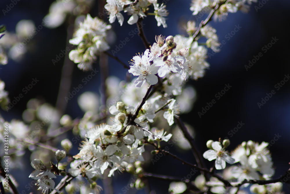 tree blossom