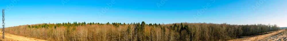 Panorama of spring forest without leaves with cloudless blue sky