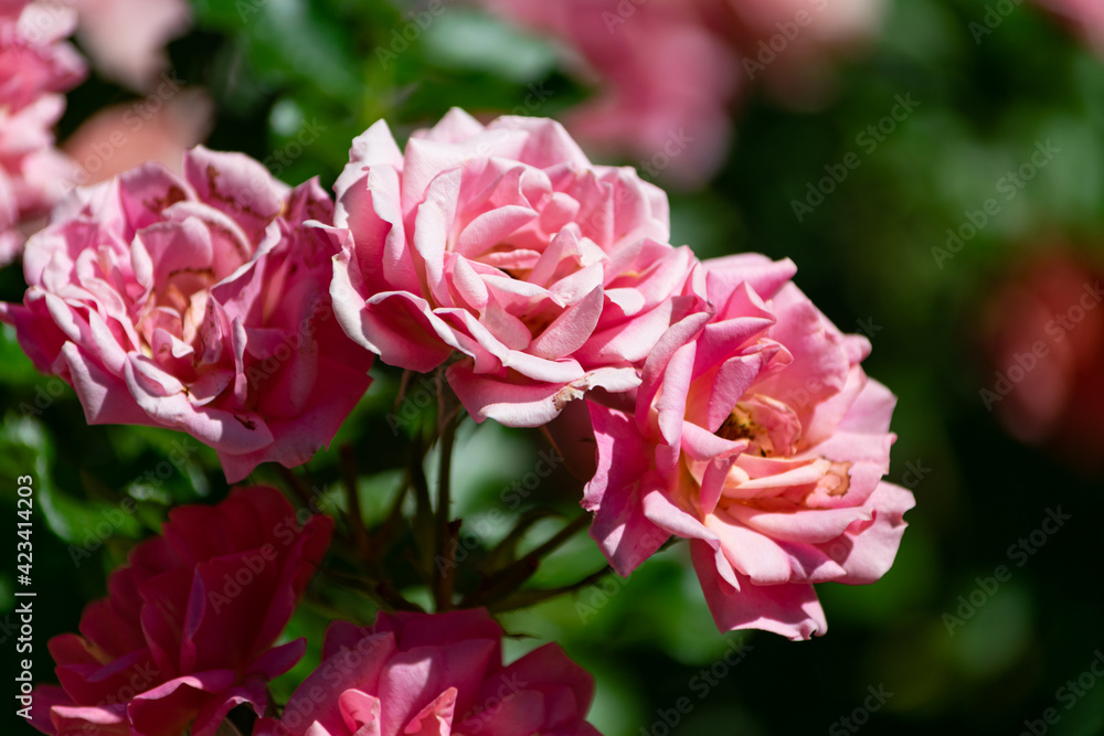 Shot of a bunch of beautiful pink roses