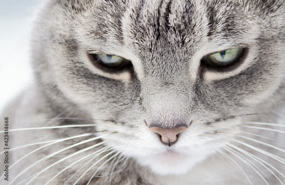 Close up of a gray furry tabby cat with green eyes and a pink nose looking into the frame with baleful look
