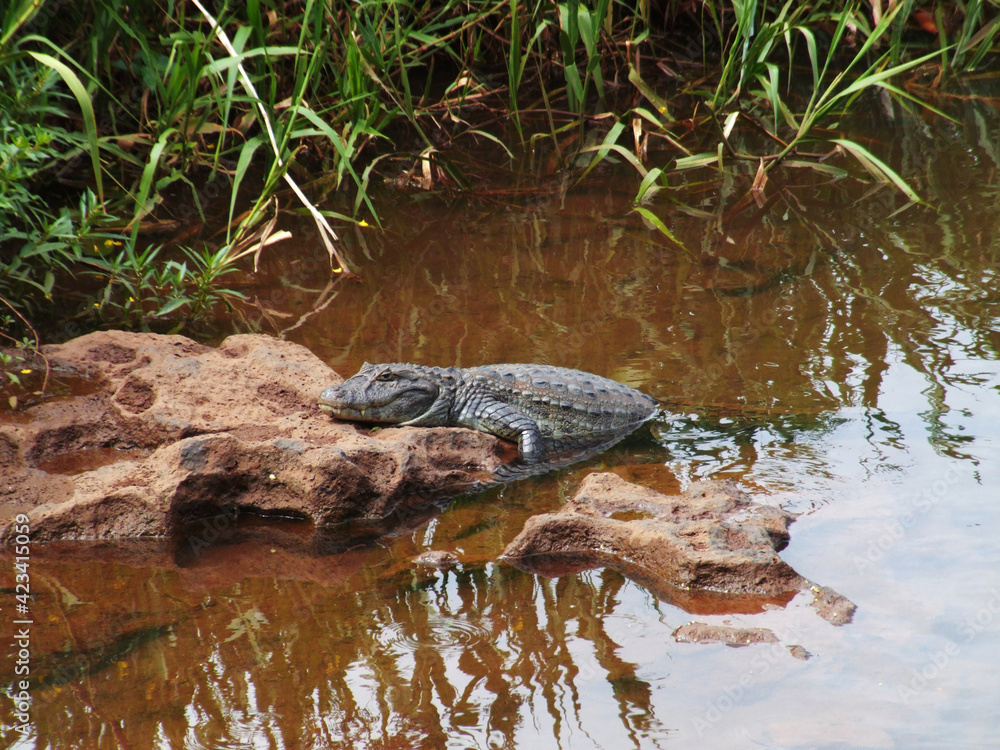 Crocodile on the Rio Iguazu River, Brazil Crocodile on the Rio Iguazu River, Brazil