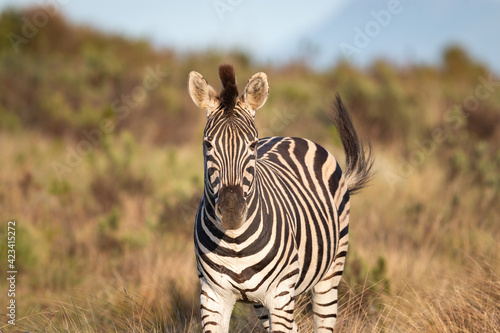 Cape Mountain Zebra at sunrise. © A. Emson