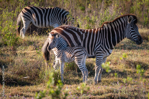 Cape Mountain Zebra foal with its mother.