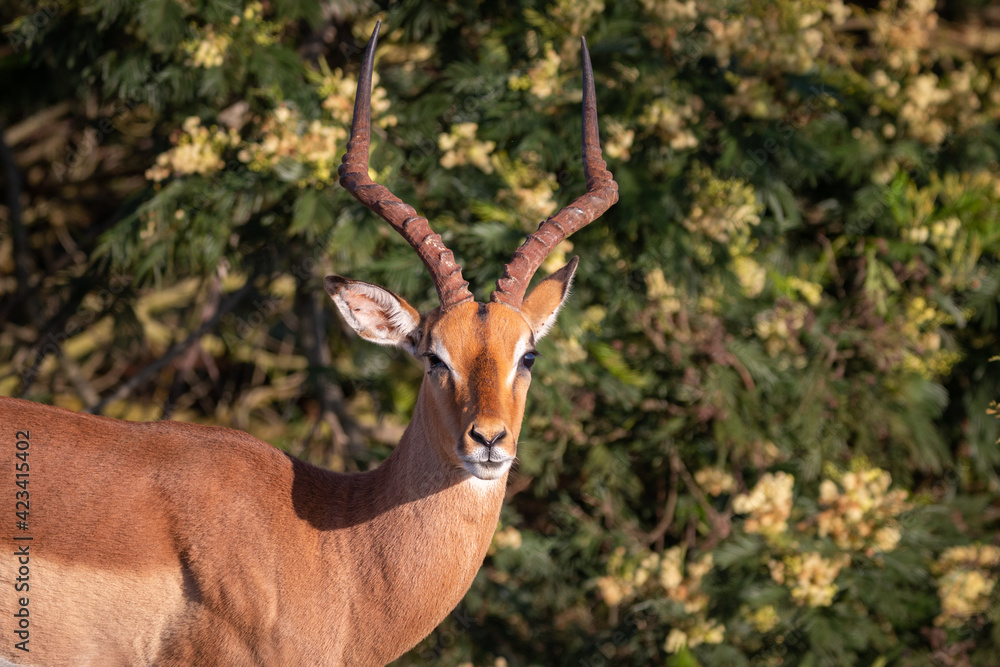 Naklejka premium Male impala antelope.