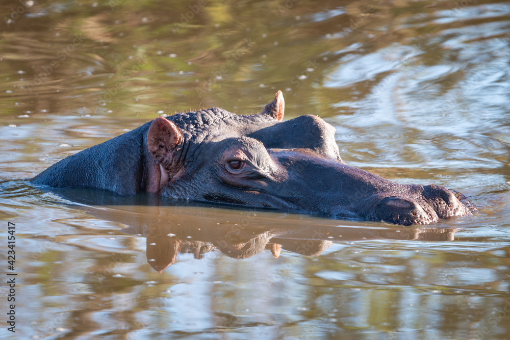 Isolated hippo in water.