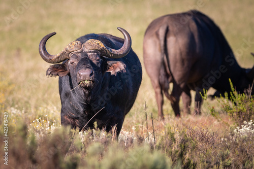 Grazing Cape Buffalo or African buffalo.