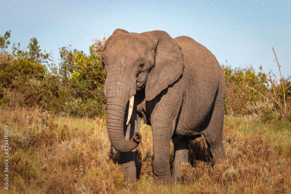 Fototapeta premium Elephant in South Africa