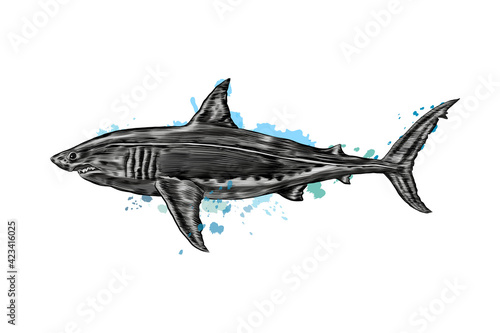 Great white shark from a splash of watercolor, colored drawing, realistic. Vector illustration of paints