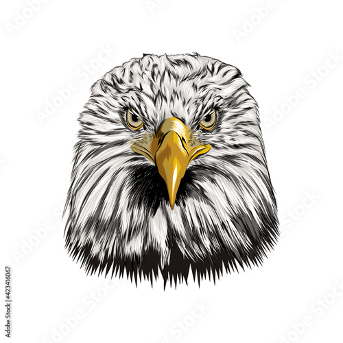 Bald eagle head portrait from a splash of watercolor, colored drawing, realistic. Vector illustration of paints