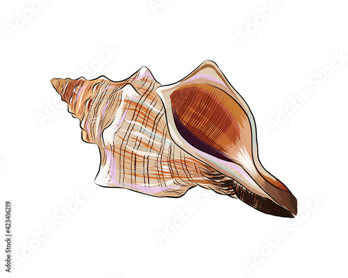 Sea shell from a splash of watercolor, colored drawing, realistic. Vector illustration of paints