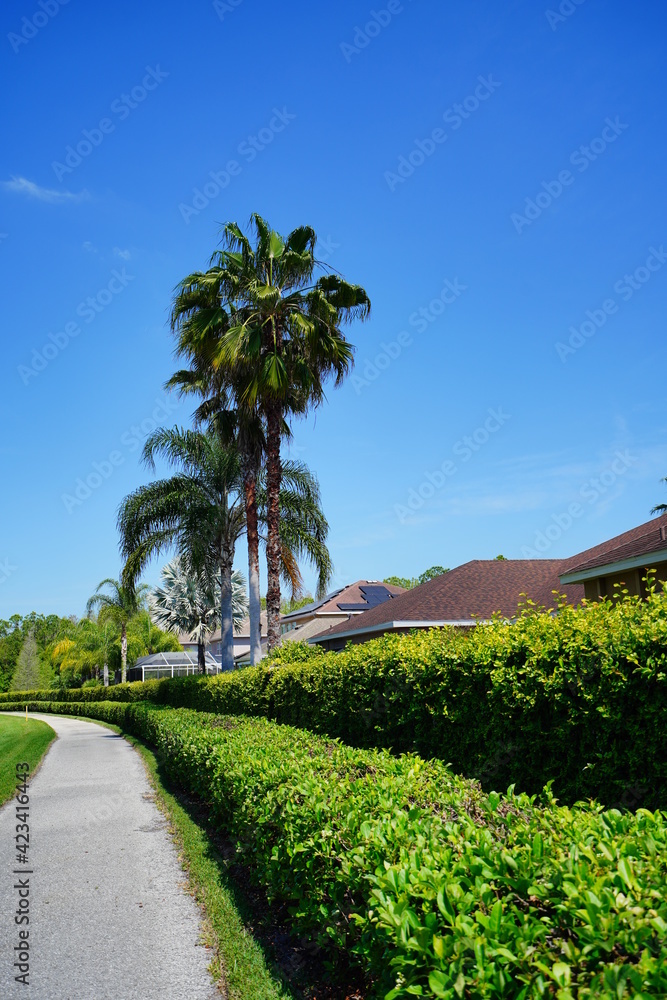 Beautiful palm tree in a Florida community