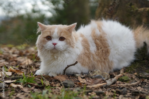 cat, animal, pet, kitten, fores, cute, feline, domestic, fur, kitty, grass, mammal, autumn, nature, pets, portrait, fluffy, eyes, outdoors, animals, young, tabby, adorable, outdoor, looking, leaves,  