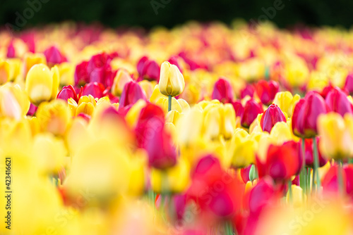 Tulipe solitaire © Emmanuelle Arth