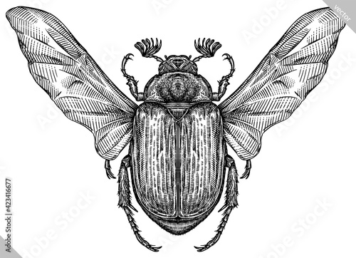 Stampa su tela Engrave isolated beetle hand drawn graphic illustration