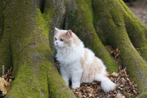 cat, animal, pet, kitten, fores, cute, feline, domestic, fur, kitty, grass, mammal, autumn, nature, pets, portrait, fluffy, eyes, outdoors, animals, young, tabby, adorable, outdoor, looking, leaves,  