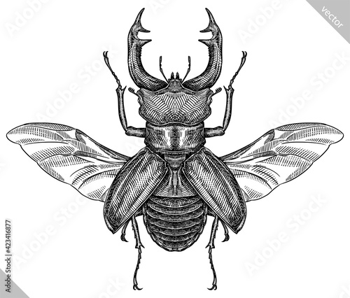 Billede på lærred Engrave isolated stag beetle hand drawn graphic illustration