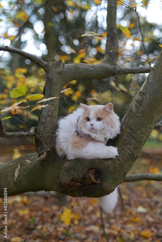 cat, animal, pet, kitten, fores, cute, feline, domestic, fur, kitty, grass, mammal, autumn, nature, pets, portrait, fluffy, eyes, outdoors, animals, young, tabby, adorable, outdoor, looking, leaves,  